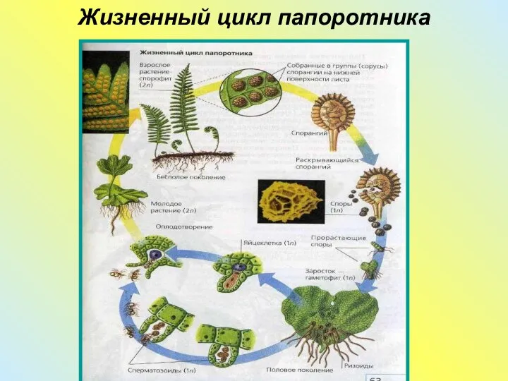 Жизненный цикл папоротника