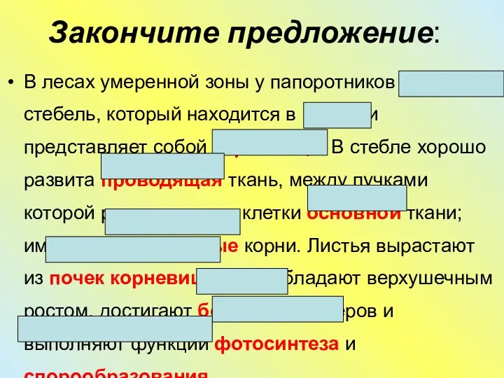 Закончите предложение: В лесах умеренной зоны у папоротников короткий стебель, который