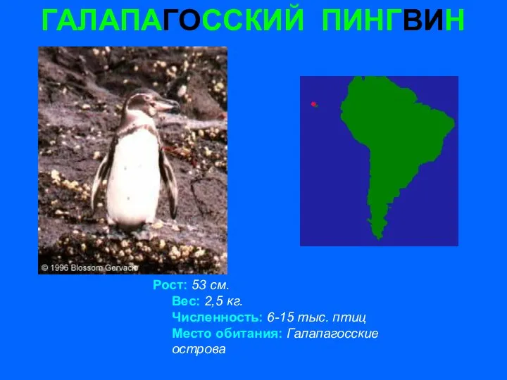 ГАЛАПАГОССКИЙ ПИНГВИН Рост: 53 см. Вес: 2,5 кг. Численность: 6-15 тыс. птиц Место обитания: Галапагосские острова