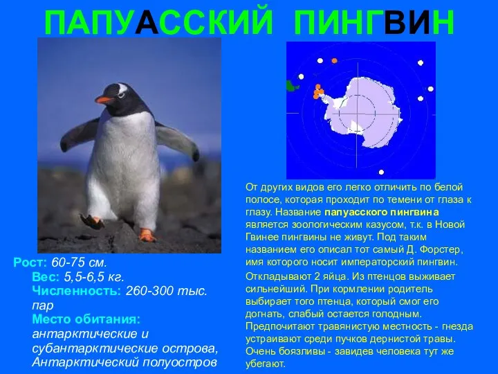 ПАПУАССКИЙ ПИНГВИН Рост: 60-75 см. Вес: 5,5-6,5 кг. Численность: 260-300 тыс.