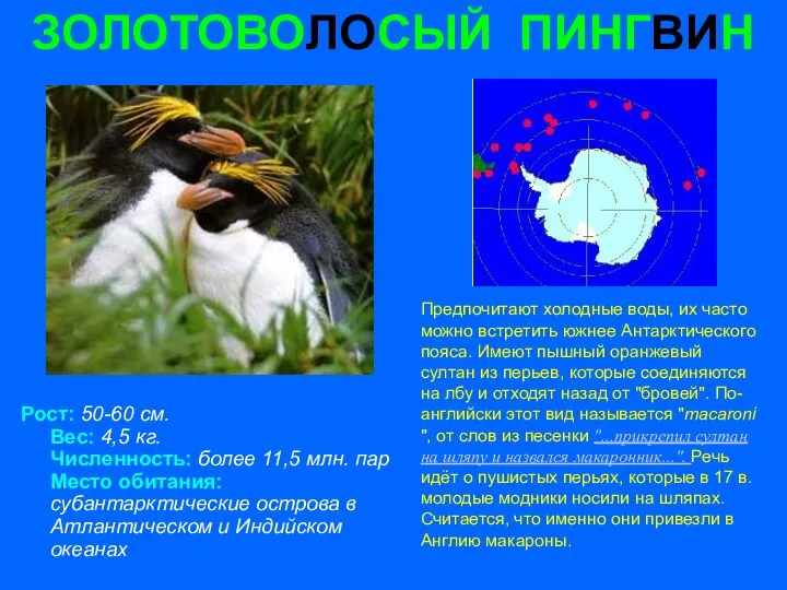 ЗОЛОТОВОЛОСЫЙ ПИНГВИН Рост: 50-60 см. Вес: 4,5 кг. Численность: более 11,5