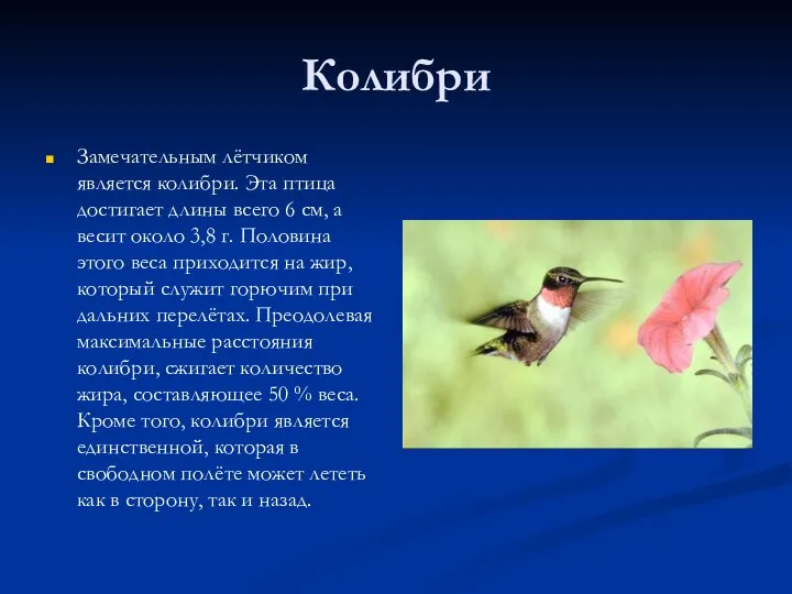 Колибри Замечательным лётчиком является колибри. Эта птица достигает длины всего 6