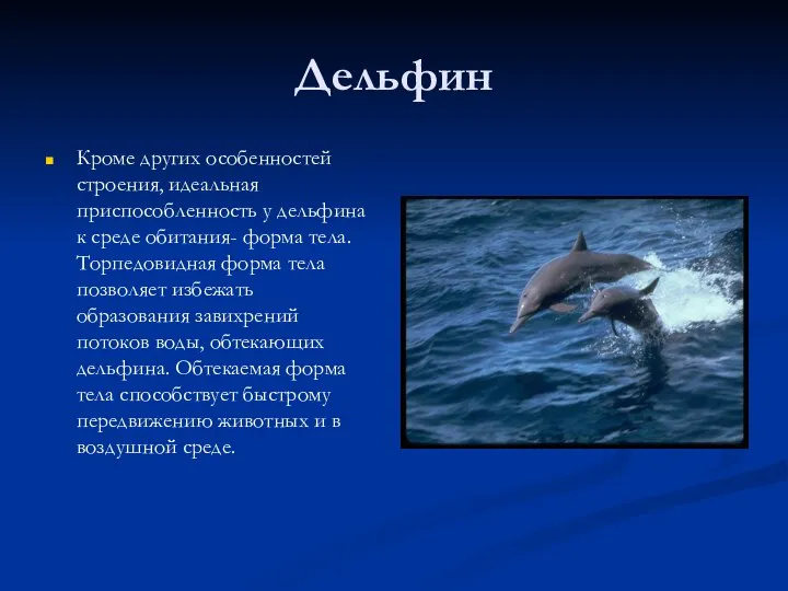 Дельфин Кроме других особенностей строения, идеальная приспособленность у дельфина к среде