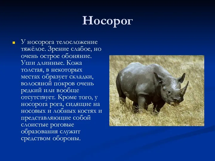 Носорог У носорога телосложение тяжёлое. Зрение слабое, но очень острое обоняние.