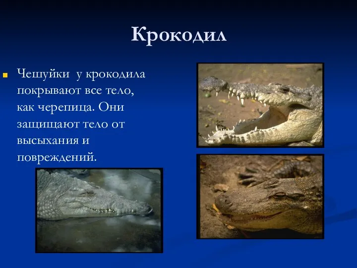 Крокодил Чешуйки у крокодила покрывают все тело, как черепица. Они защищают тело от высыхания и повреждений.