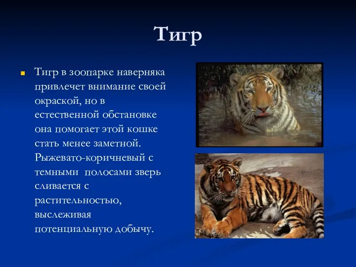 Тигр Тигр в зоопарке наверняка привлечет внимание своей окраской, но в