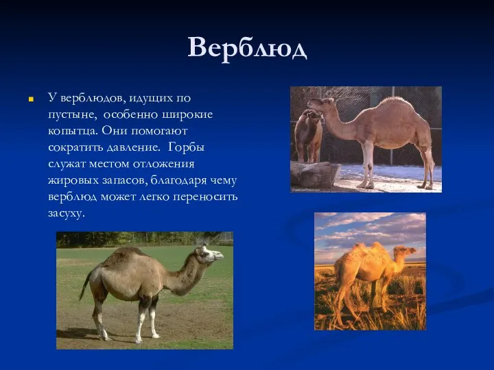 Верблюд У верблюдов, идущих по пустыне, особенно широкие копытца. Они помогают