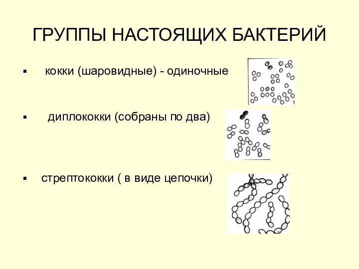 ГРУППЫ НАСТОЯЩИХ БАКТЕРИЙ кокки (шаровидные) - одиночные диплококки (собраны по два) стрептококки ( в виде цепочки)