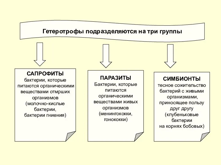 Гетеротрофы подразделяются на три группы САПРОФИТЫ бактерии, которые питаются органическими веществами