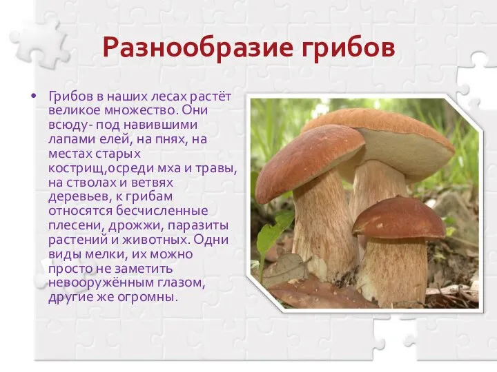 Разнообразие грибов Грибов в наших лесах растёт великое множество. Они всюду-