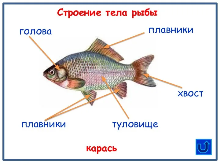 туловище плавники хвост Строение тела рыбы карась голова плавники