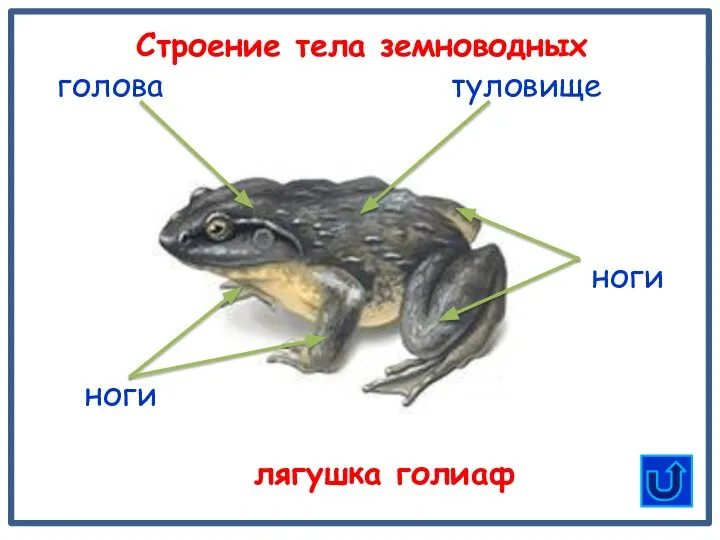 туловище ноги Строение тела земноводных лягушка голиаф голова ноги