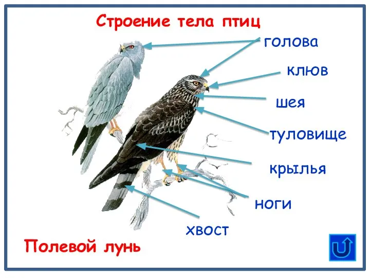 туловище клюв шея голова хвост Строение тела птиц Полевой лунь крылья ноги