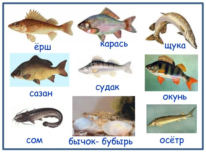 ёрш осётр сом щука сазан окунь карась бычок- бубырь судак