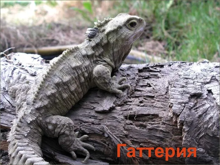 Гаттерия