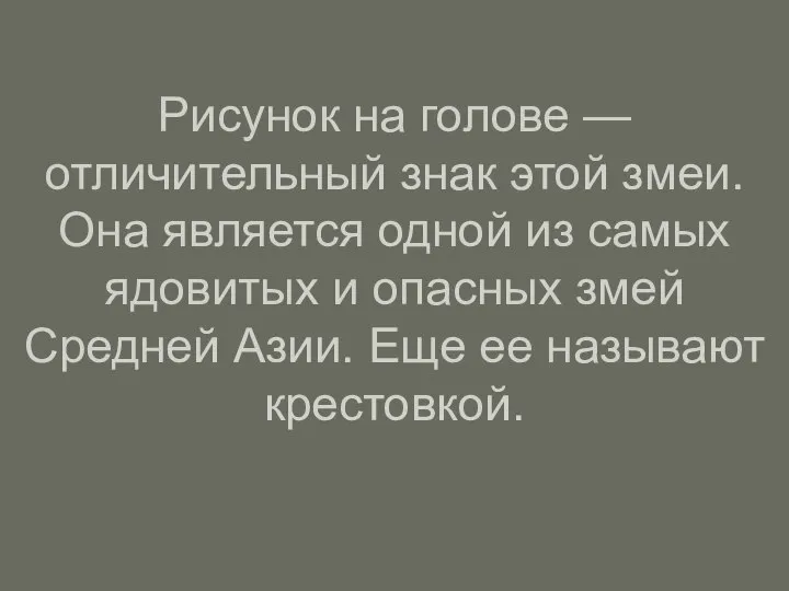 Рисунок на голове — отличительный знак этой змеи. Она является одной