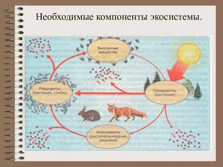 Необходимые компоненты экосистемы.