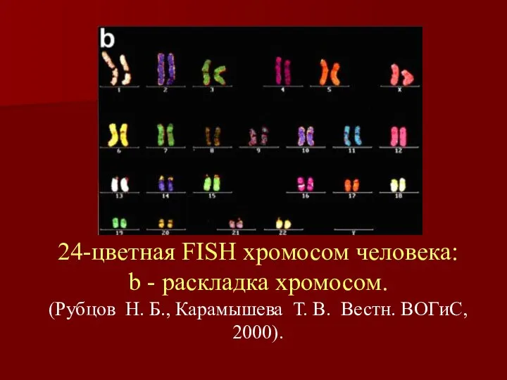 24-цветная FISH хромосом человека: b - pаскладка хромосом. (Рубцов Н. Б.,