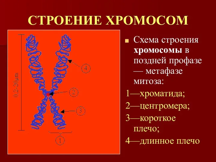 СТРОЕНИЕ ХРОМОСОМ Схема строения хромосомы в поздней профазе — метафазе митоза: