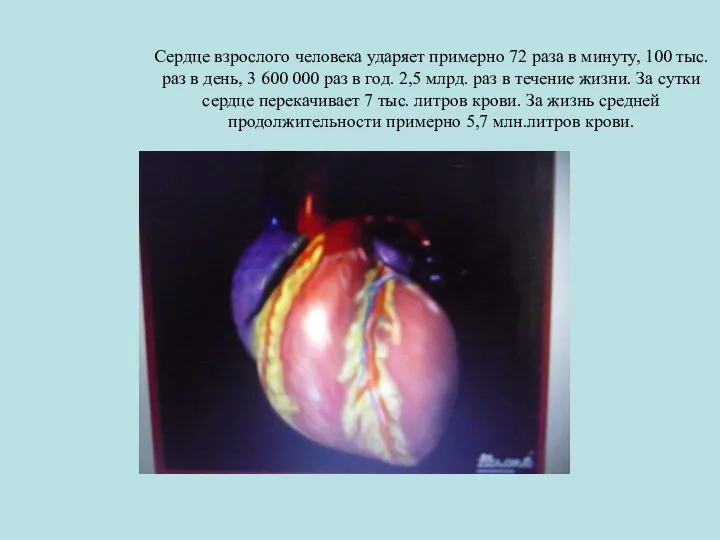 Сердце взрослого человека ударяет примерно 72 раза в минуту, 100 тыс.