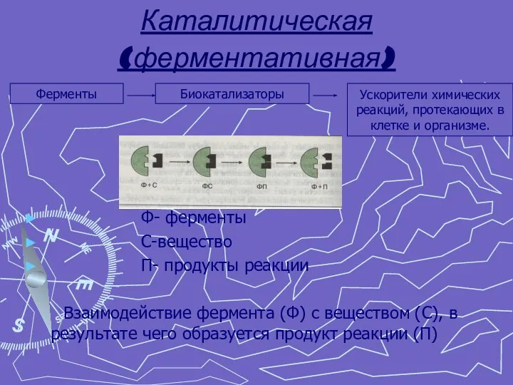 Каталитическая (ферментативная) Ф- ферменты С-вещество П- продукты реакции Взаимодействие фермента (Ф)