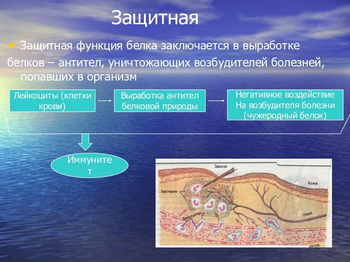 Защитная Защитная функция белка заключается в выработке белков – антител, уничтожающих