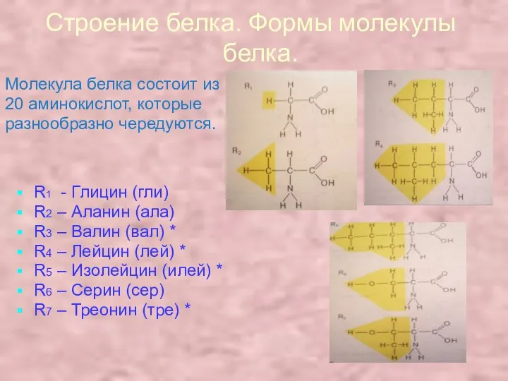 Строение белка. Формы молекулы белка. Молекула белка состоит из 20 аминокислот,