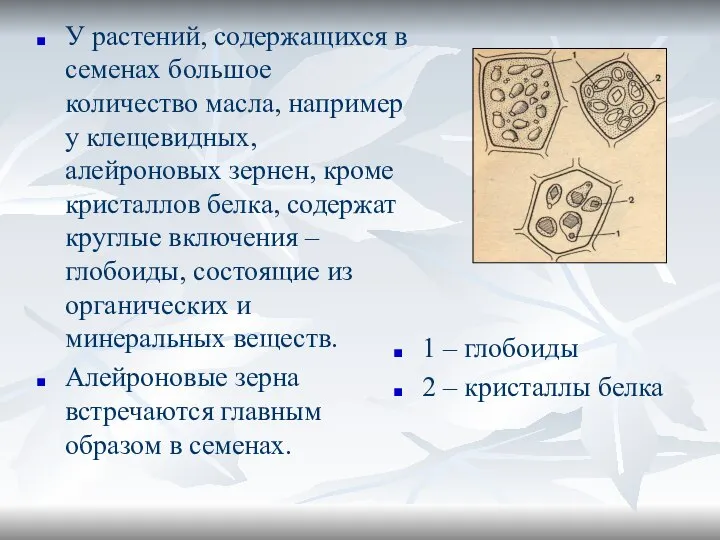 1 – глобоиды 2 – кристаллы белка У растений, содержащихся в