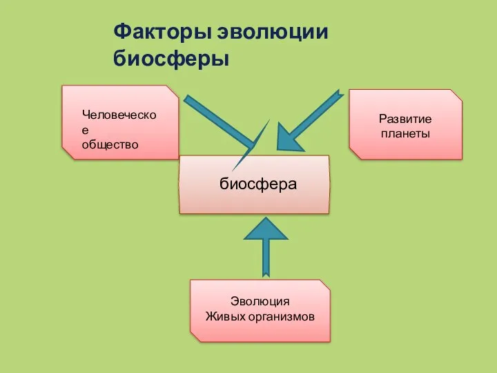 Факторы эволюции биосферы Человеческое общество Развитие планеты Эволюция Живых организмов биосфера