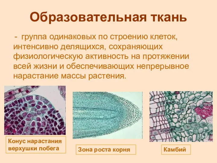 Образовательная ткань группа одинаковых по строению клеток, интенсивно делящихся, сохраняющих физиологическую