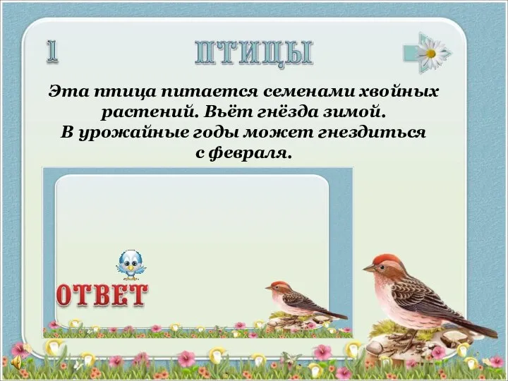 Эта птица питается семенами хвойных растений. Вьёт гнёзда зимой. В урожайные годы может гнездиться с февраля.