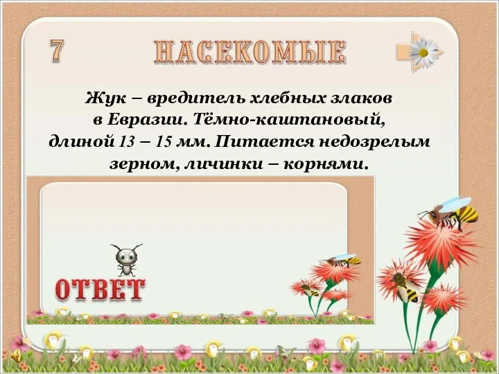 Жук – вредитель хлебных злаков в Евразии. Тёмно-каштановый, длиной 13 –