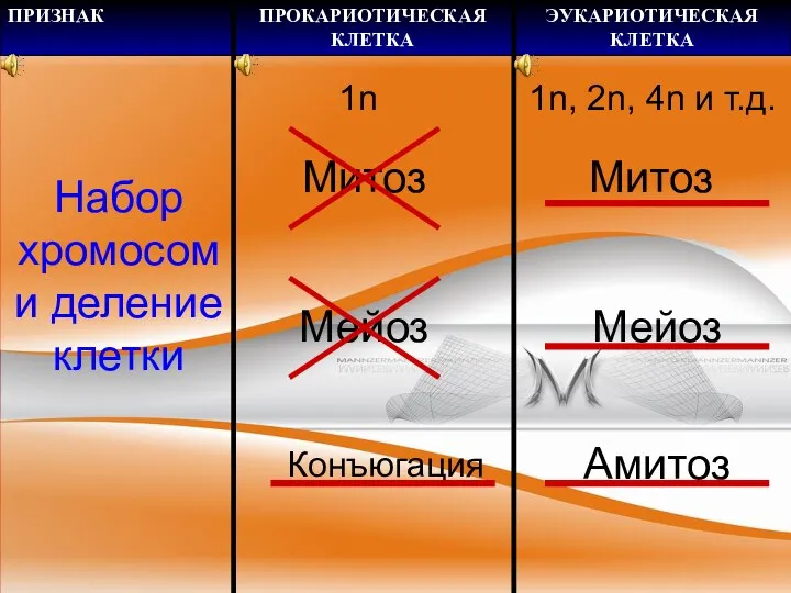 Набор хромосом и деление клетки 1n Митоз Мейоз Конъюгация 1n, 2n,