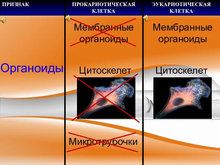 Органоиды Цитоскелет Микротрубочки Мембранные органоиды Цитоскелет Мембранные органоиды