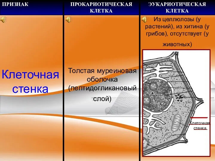 Клеточная стенка Толстая муреиновая оболочка (пептидогликановый слой) Клеточная стенка Из целлюлозы