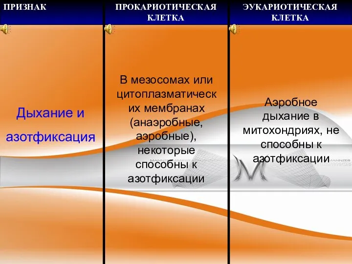 Дыхание и азотфиксация В мезосомах или цитоплазматических мембранах (анаэробные, аэробные), некоторые