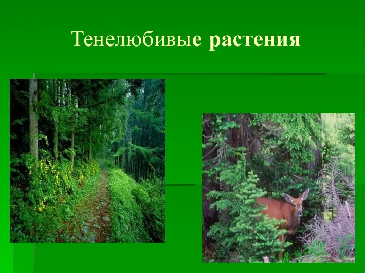 Тенелюбивые растения