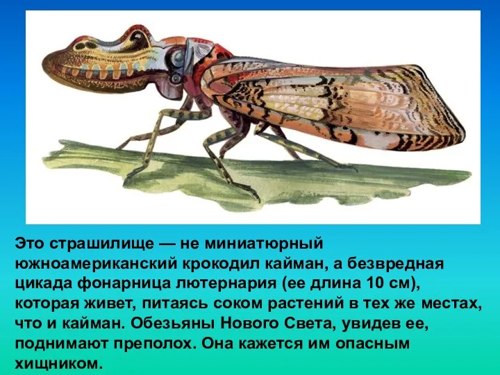 Это страшилище — не миниатюрный южноамериканский крокодил кайман, а безвредная цикада