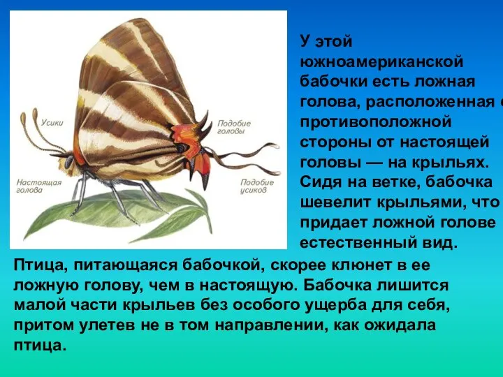 У этой южноамериканской бабочки есть ложная голова, расположенная с противоположной стороны