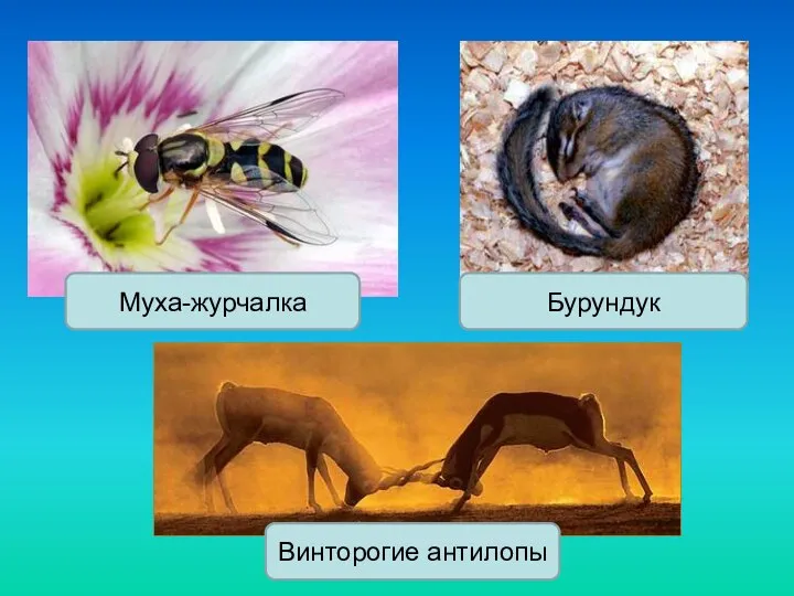 Муха-журчалка Бурундук Винторогие антилопы