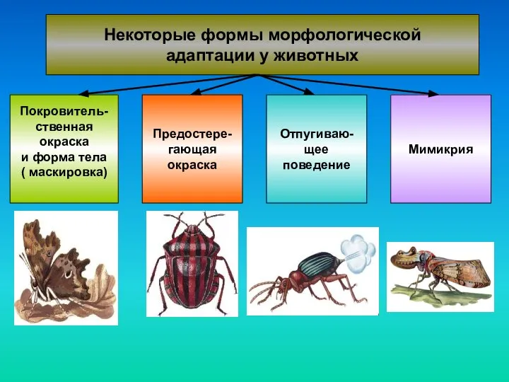 Некоторые формы морфологической адаптации у животных Покровитель- ственная окраска и форма