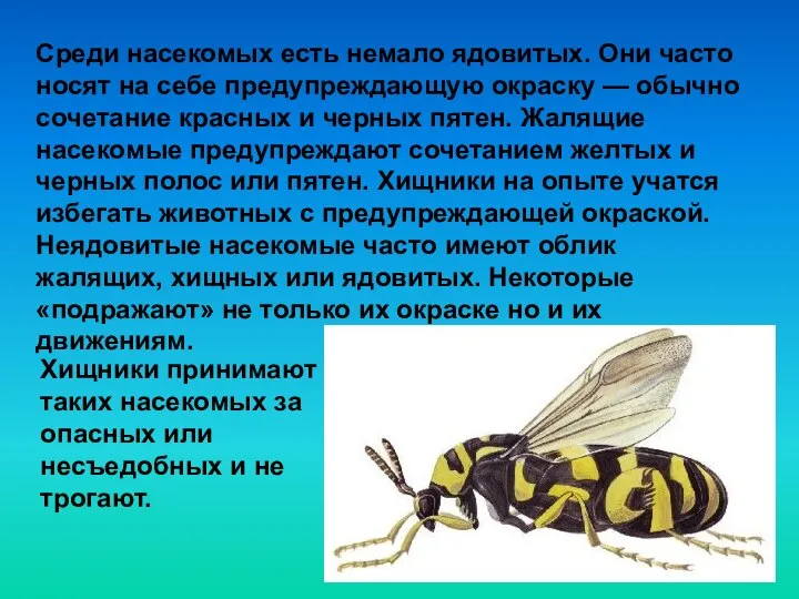 Среди насекомых есть немало ядовитых. Они часто носят на себе предупреждающую