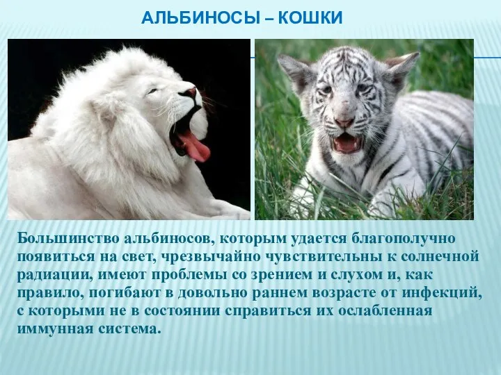 Альбиносы – кошки Большинство альбиносов, которым удается благополучно появиться на свет,