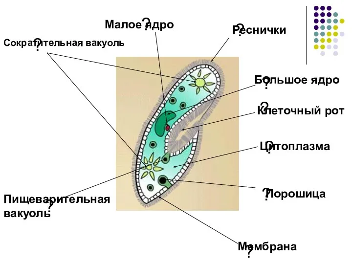 ? ? ? ? ? ? ? Клеточный рот ? Мембрана