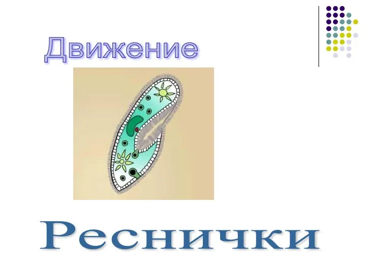 Движение Реснички