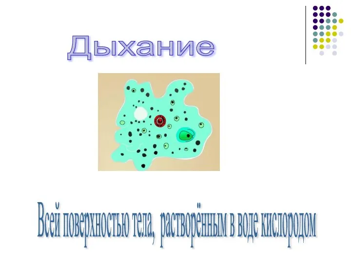 Дыхание Всей поверхностью тела, растворённым в воде кислородом