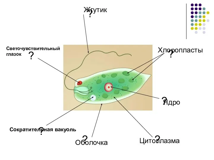 ? ? ? ? ? ? ? Оболочка Цитоплазма Ядро Хлоропласты Светочувствительный глазок Жгутик Сократительная вакуоль