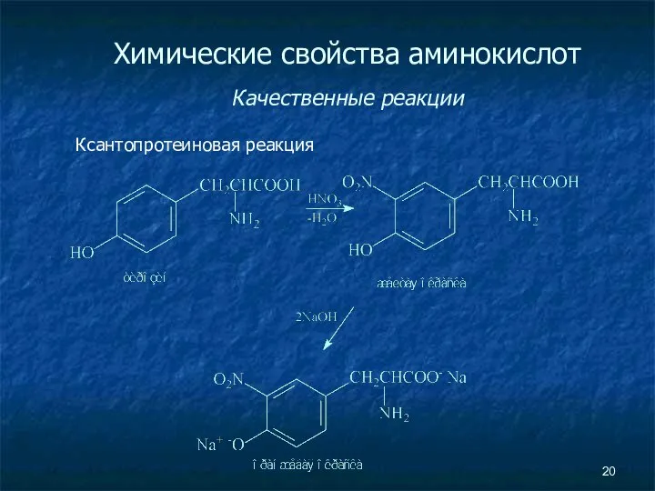 Химические свойства аминокислот Качественные реакции Ксантопротеиновая реакция