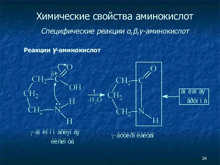 Химические свойства аминокислот Специфические реакции α,β,γ-аминокислот Реакции γ-аминокислот