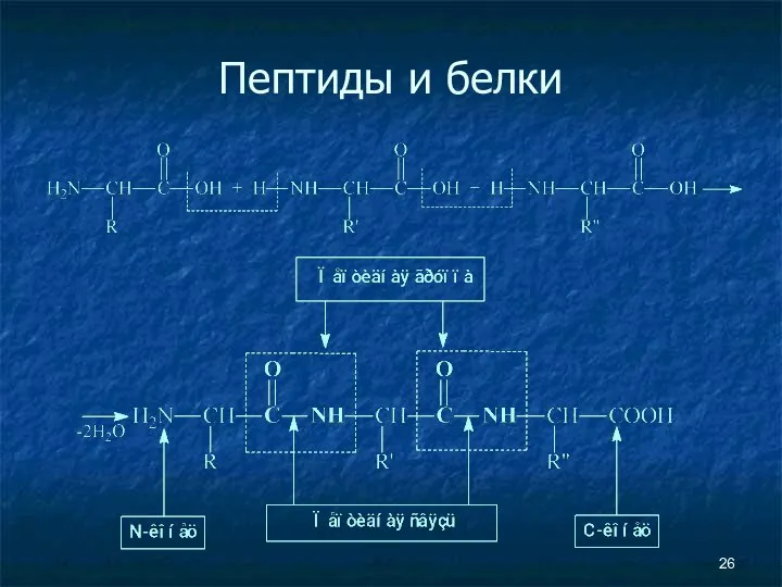 Пептиды и белки